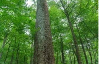 The Owl's Perch - Foto 41