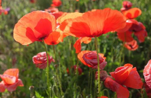 Agriturismo Baglio San Nicola - Foto 100