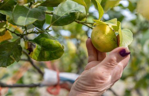 Macchia Verde - Foto 24