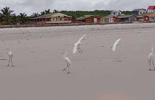 Refúgio dos pires - ajuruteua - Photo 3