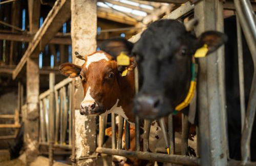 Ferienhof Rörig-Plenz - Photo 16