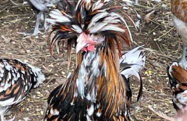 Rustic Mountaintop Cabin on small farm with WiFi - Foto 35