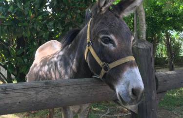 Agriturismo a casa di Susanna - Foto 45