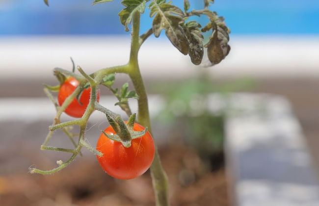 Villa Sea Star - Foto 48