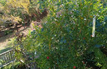 House in the Forest - Foto 40