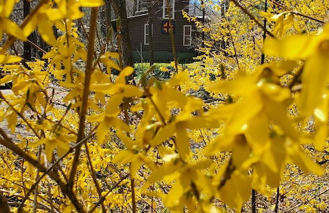 The Cabins at Healing Springs - Foto 50