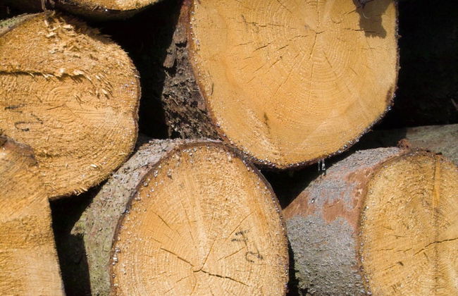 Schone Ferienwohnung mit Terrasse in Boddin - Foto 15