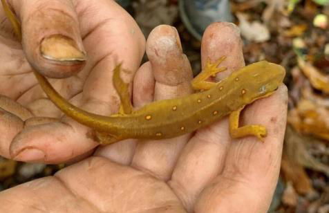 Alice Rocks - Pet Friendly, Firepit, WiFi - Foto 49