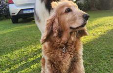 Ingleses casa grande con pátio - Foto 6