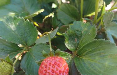 Finca de Luna - Foto 54