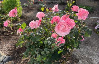 Elea Houses - Foto 42