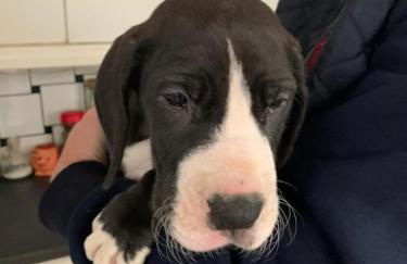 Hazel Cottage - Foto 20