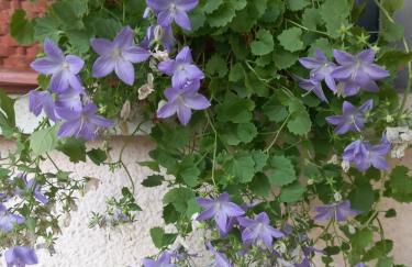 La casa di Tina - Civenna - Foto 13