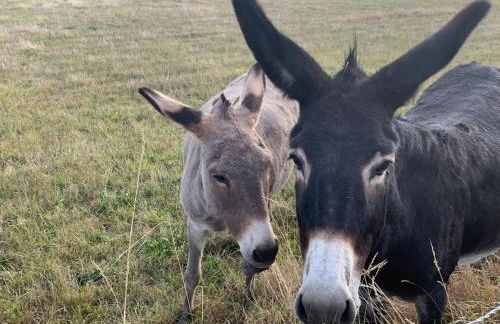 Les Sarments du Beaujolais, campagne proche Lyon - Foto 26