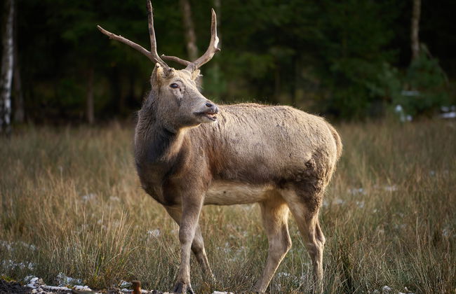 Mazurova chalupa - Foto 45