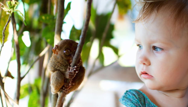 Bohol Wildlife and Nature Tour - Photo 4