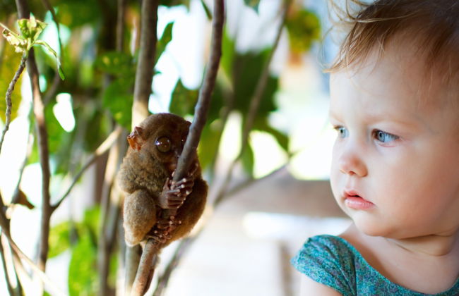 Bohol Wildlife and Nature Tour - Photo 4