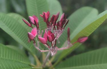 Lemon Bay Hideaway, Retro Beach Bungalow - Foto 4