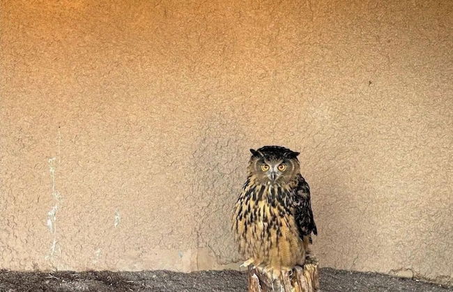 Raptor Ranch Glamping - Foto 15