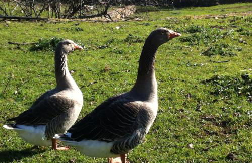 Risoturismo-Quinta das Pias - Holiday Farm - Foto 48