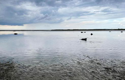 Seeschwalbe - Foto 24