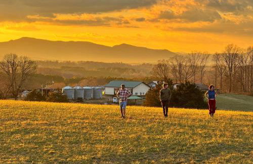 The Sunflower - Foto 11