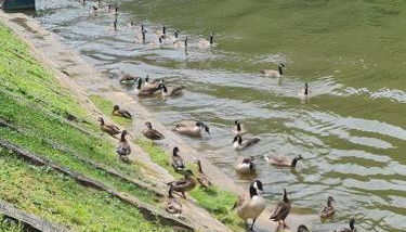 La Petite Maison Pa'Meuse - Foto 2