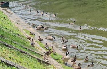 La Petite Maison Pa'Meuse - Foto 2