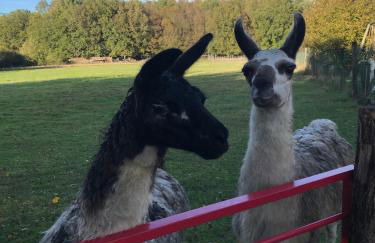 La Fermette Aux Lamas - Foto 1