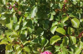 Katerina's guest house - Foto 38