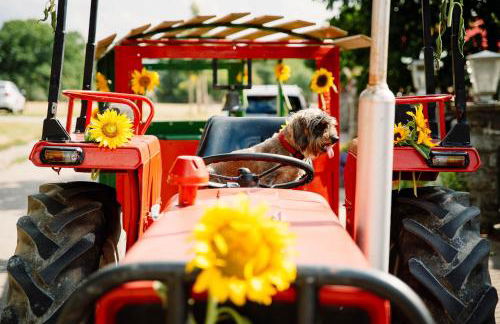 Schäfer's Ferienhof Michaelsberg - Foto 64