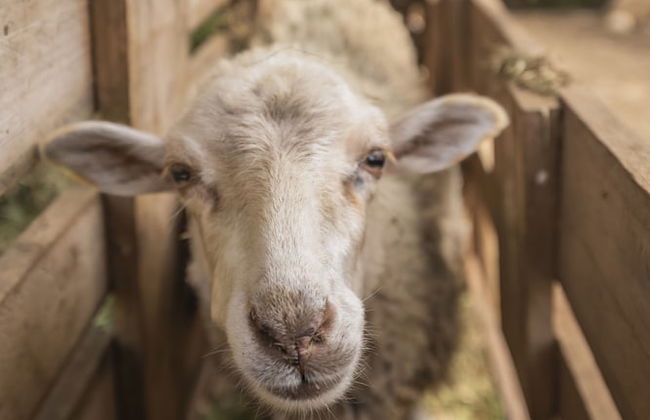 Casas da Levada - Foto 55