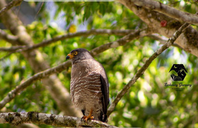 Ecoluxury glamping - Foto 58