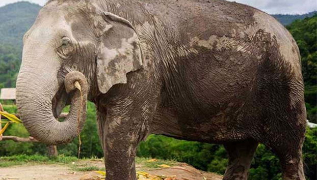 Elefante tailandês sem presas