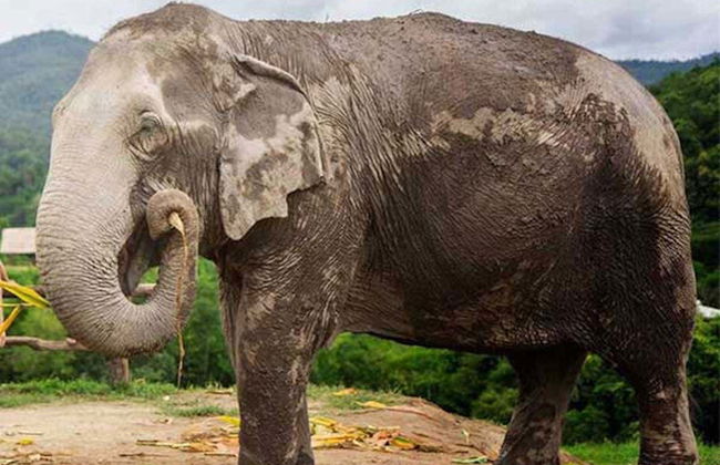 Excursão ao santuário de elefantes de Samui - Foto 5