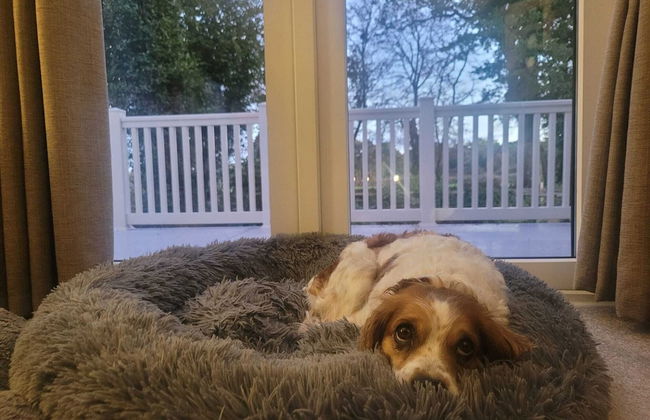 New Forest 2-bed Premium Holiday Home, New Milton - Foto 21