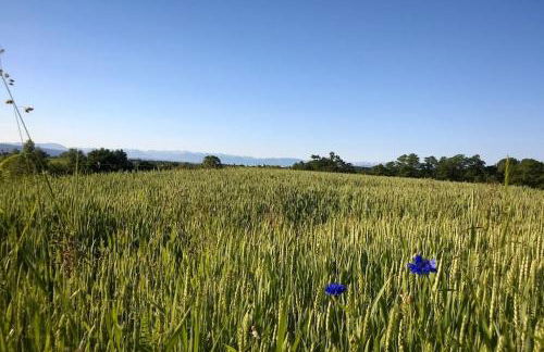Schönes Terrassen-Appartement - Foto 10