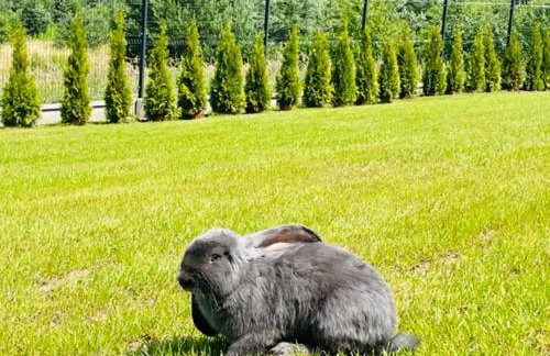 Okno na Jurę - Foto 33