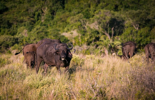 Pelican s Nest Holiday Home St Lucia - Foto 37