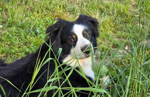 La petite ferme de Fine - Photo 11