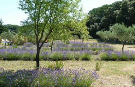 Mas des Lavandes - 3 gîtes de charme au calme avec grande piscine en Drôme-Provençale - Foto 41