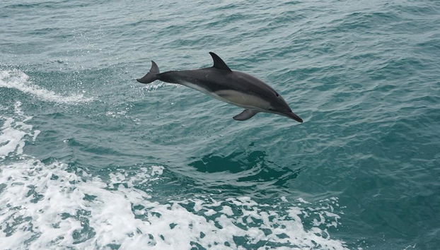Wineglass Bay Cruise - From Hobart - Photo 2