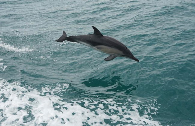 Wineglass Bay Cruise - From Hobart - Photo 2