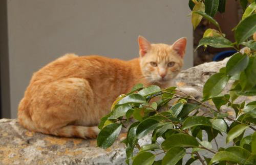 Nel giardino di Nunziatina - Photo 58