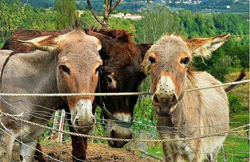 Agriturismo Paneolio - Foto 33