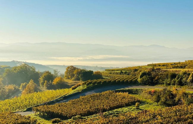 Weinberg-ferienwohnung, Oberrotweil - Foto 33