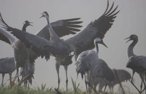 Cottage 12A jusque 4 pers Bulle Der Lac du Der - Foto 22