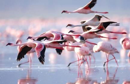 Palm Apartment - La Calma - Foto 46