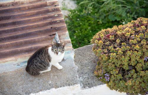 Elithas Central & Budget Stay - Foto 23