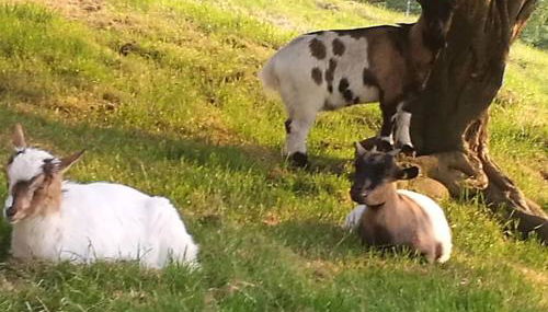 Casa Rural Altzibar-berri - Foto 4